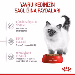 Kitten Yavru Kedi Kuru Maması
