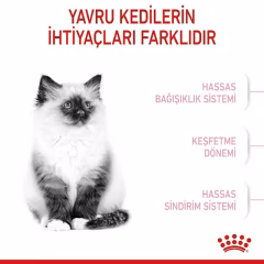 Kitten Yavru Kedi Kuru Maması