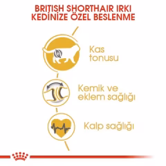 British Shorthair Adult Yetişkin Kedi Kuru Maması
