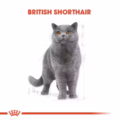 British Shorthair Adult Yetişkin Kedi Kuru Maması