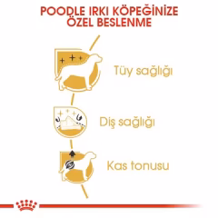 Poodle Adult Yetişkin Köpek Kuru Maması