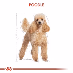 Poodle Adult Yetişkin Köpek Kuru Maması