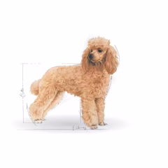 Poodle Adult Yetişkin Köpek Kuru Maması