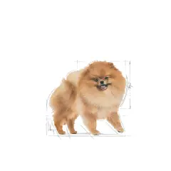 Pomeranian Adult Yetişkin Köpek Kuru Maması