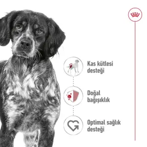 Medium Adult Yetişkin Köpek Kuru Maması