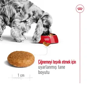 Medium Adult Yetişkin Köpek Kuru Maması